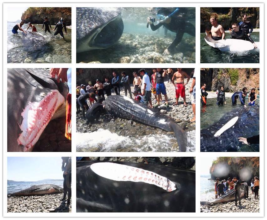 1468652 427723754019802 1730245824 n